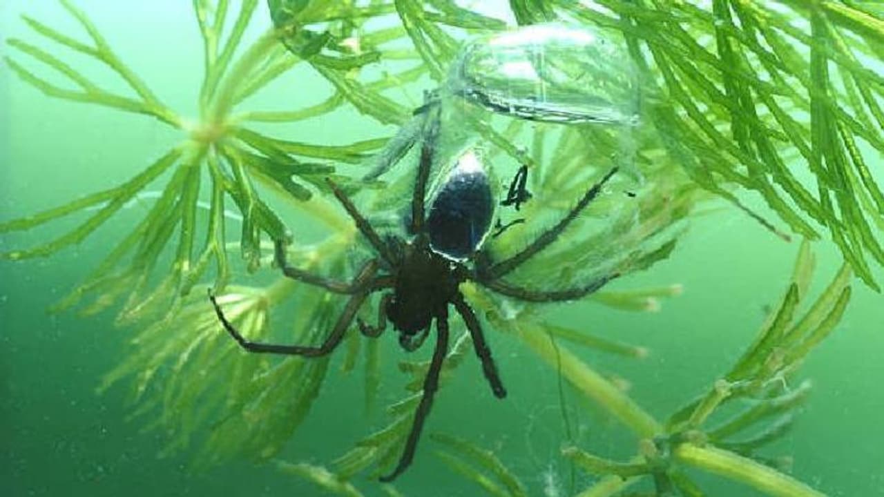 വെള്ളത്തിലും വലകെ‌ട്ടി ജീവിക്കുന്ന വിരുതൻ ചിലന്തികൾ, ശ്വസിക്കുന്നത് എങ്ങനെയെന്നറിഞ്ഞാൽ ആരും അമ്പരക്കും