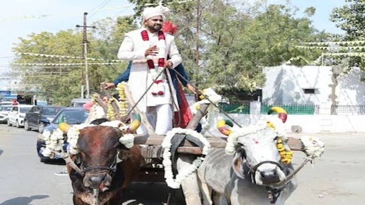 उठा ले जाऊंगा तुझे बैलगाड़ी से! बैलगाड़ी से बारात लेकर दुल्हनिया लेने पहुंच दूल्हा