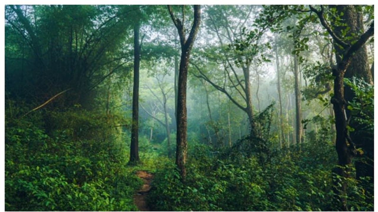 പാഞ്ഞടുത്ത് കാട്ടാന, മുന്നിലകപ്പെട്ട രണ്ട് വനം വാച്ചര്‍മാര്‍ പുഴയിലേക്ക് ചാടി, ഒരാളെ കാണാതായി