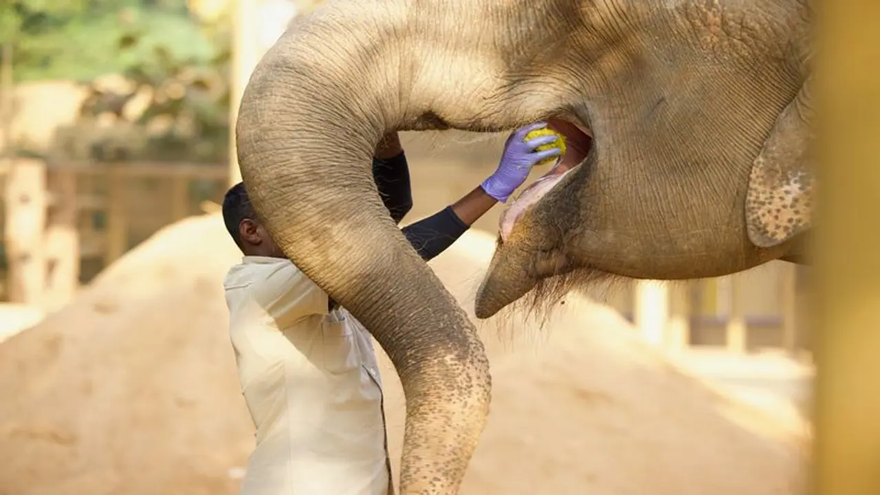 Everything you need to know about the Vantara wildlife conservation programme