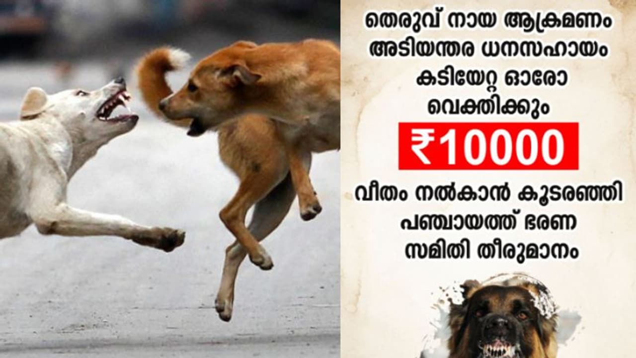 കൂടരഞ്ഞിയില് 8 പേരെ ആക്രമിച്ച തെരുവുനായക്ക് പേ വിഷബാധ; കടിയേറ്റവര്ക്ക് 10,000 രൂപ നല്കുമെന്ന് പഞ്ചായത്ത് കൂടരഞ്ഞിയില് 8 പേരെ ആക്രമിച്ച തെരുവുനായക്ക് പേ വിഷബാധ; കടിയേറ്റവര്ക്ക് 10,000 രൂപ നല്കുമെന്ന് പഞ്ചായത്ത്