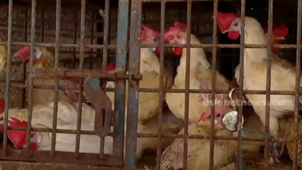 Kerala: Chicken prices soar over drop in production amid summer heat Kerala: Chicken prices soar over drop in production amid summer heat