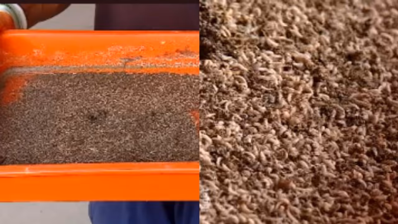 പട്ടാളപ്പുഴുക്കൾ തയ്യാർ, ആക്രമണം മാർച്ച് മാസം മുതൽ... പട്ടാളപ്പുഴുക്കൾ തയ്യാർ, ആക്രമണം മാർച്ച് മാസം മുതൽ...