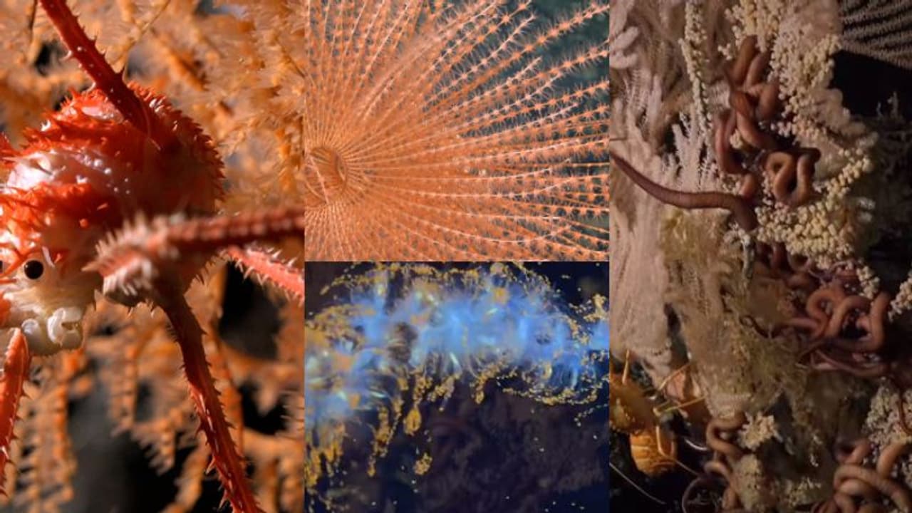 വഴി തെളിച്ച് 'സുബാസ്റ്റ്യൻ', കടൽത്തറയിൽ നിന്ന് 1388 മീറ്റർ ആഴത്തിൽ ഗവേഷണം, കണ്ടെത്തിയത് നൂറിലധികം പുതിയ ജീവികൾ വഴി തെളിച്ച് 'സുബാസ്റ്റ്യൻ', കടൽത്തറയിൽ നിന്ന് 1388 മീറ്റർ ആഴത്തിൽ ഗവേഷണം, കണ്ടെത്തിയത് നൂറിലധികം പുതിയ ജീവികൾ