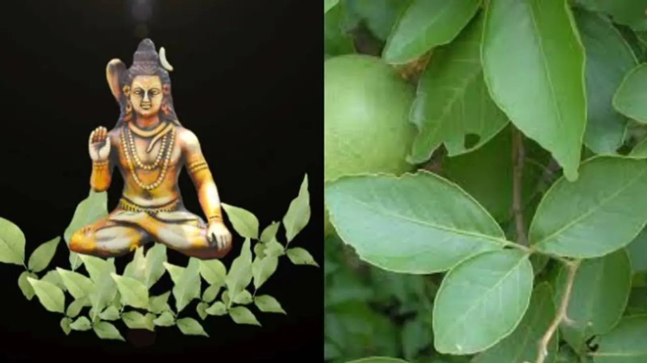 Maha Shivratri 2024: Why you should offer Bilva leaves to Lord Shiva? Maha Shivratri 2024: Why you should offer Bilva leaves to Lord Shiva?