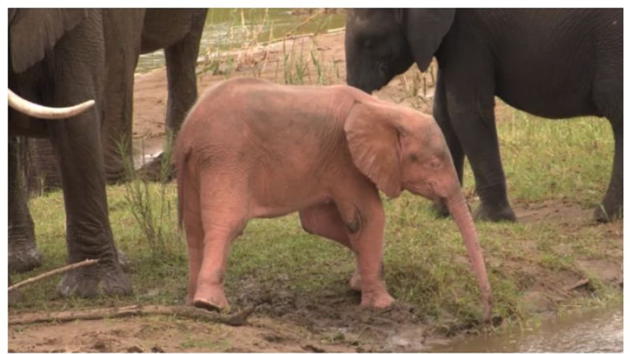  കറുകറുത്തതല്ല ഈ ആനക്കൂട്ടി; ദക്ഷിണാഫ്രിക്കയിൽ നിന്നുള്ള കുട്ടിയാനയുടെ അപൂർവ ചിത്രങ്ങൾ വൈറല്‍ 