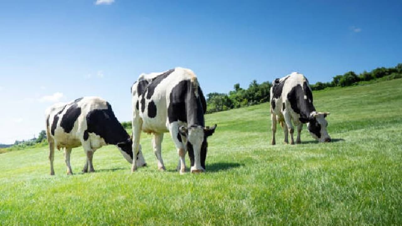 95,000 രൂപയ്ക്ക് നാല് പശു, വമ്പൻ ഓഫർ, കർഷകന് പോയത് 22,000 രൂപ 95,000 രൂപയ്ക്ക് നാല് പശു, വമ്പൻ ഓഫർ, കർഷകന് പോയത് 22,000 രൂപ