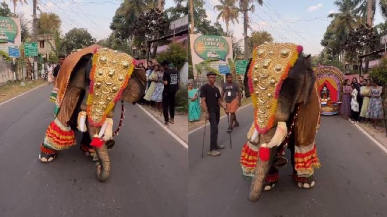 നമ്മുടെ ആന ഇങ്ങനെയല്ല; നടുറോഡിൽ കാവാലയ്യക്ക് ചുവടുകൾ വച്ച് ആന, പിന്നാലെ ട്വിസ്റ്റ്, വീഡിയോ നമ്മുടെ ആന ഇങ്ങനെയല്ല; നടുറോഡിൽ കാവാലയ്യക്ക് ചുവടുകൾ വച്ച് ആന, പിന്നാലെ ട്വിസ്റ്റ്, വീഡിയോ