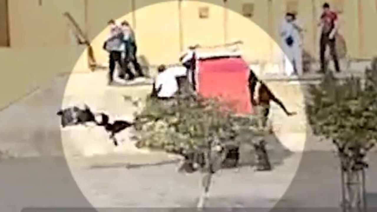 ಜೈಪುರ ಕೋಟೆ ಸಫಾರಿಗೆ ಹೊರಟ ರಷ್ಯಾ ಪ್ರವಾಸಿಗರನ್ನು ಎತ್ತೆಸೆದ ಆನೆ, ಇಬ್ಬರಿಗೆ ಗಾಯ!