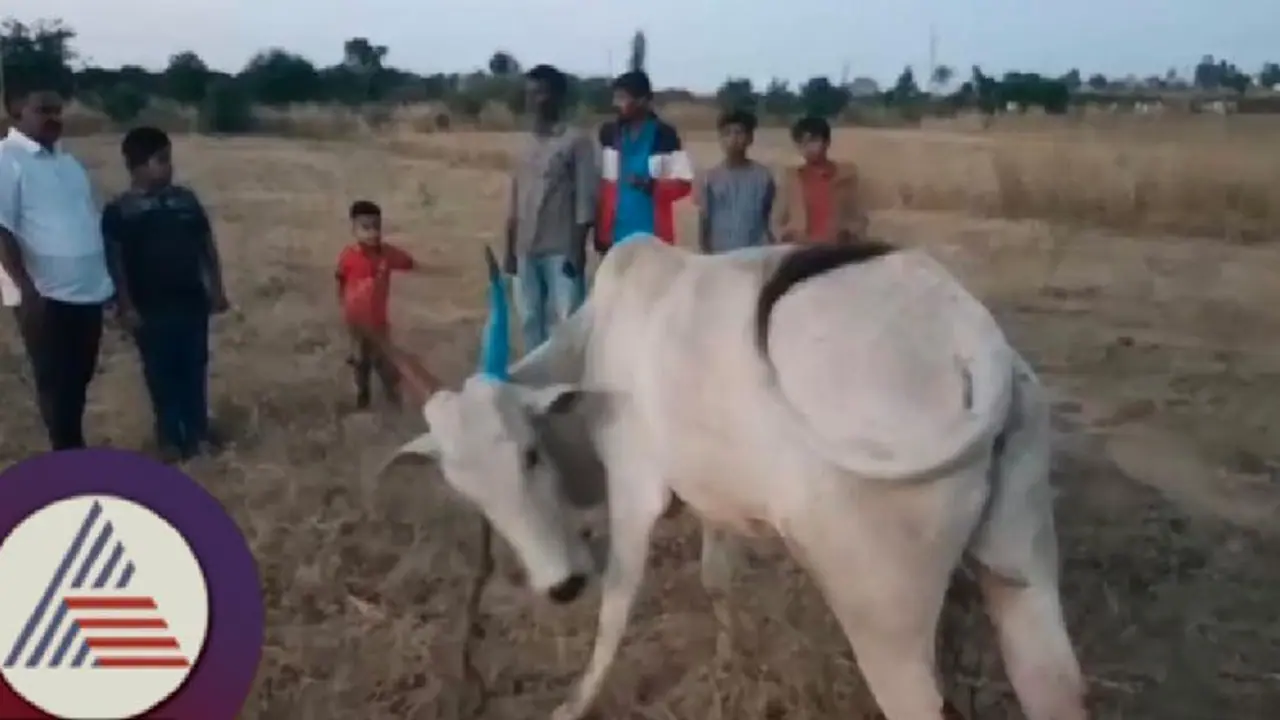 ಆಹಾರ ಅರಸಿ ಹೊಲಕ್ಕೆ ನುಗ್ಗಿದ ಹಸು, ಎತ್ತುಗಳ ಮೇಲೆ ಪೈಶಾಚಿಕ ದಾಳಿ; ಮಚ್ಚಿನಿಂದ ಮೂಕಪ್ರಾಣಿಗಳ ಕಾಲು ಕತ್ತರಿಸಿದ ಪಾಪಿ! ಆಹಾರ ಅರಸಿ ಹೊಲಕ್ಕೆ ನುಗ್ಗಿದ ಹಸು, ಎತ್ತುಗಳ ಮೇಲೆ ಪೈಶಾಚಿಕ ದಾಳಿ; ಮಚ್ಚಿನಿಂದ ಮೂಕಪ್ರಾಣಿಗಳ ಕಾಲು ಕತ್ತರಿಸಿದ ಪಾಪಿ!