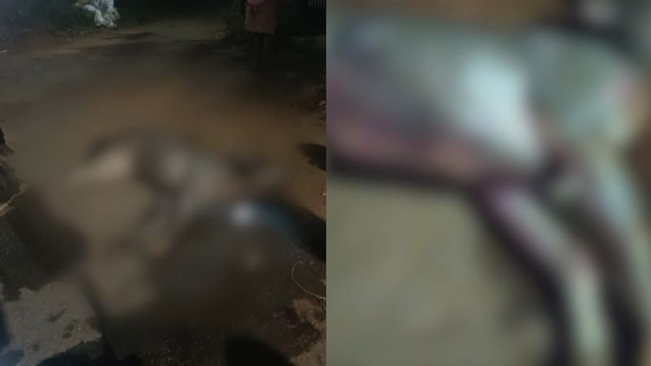 എംസി റോഡിൽ മ്ലാവ് അജ്ഞാത വാഹനമിടിച്ച് ചത്ത നിലയിൽ
