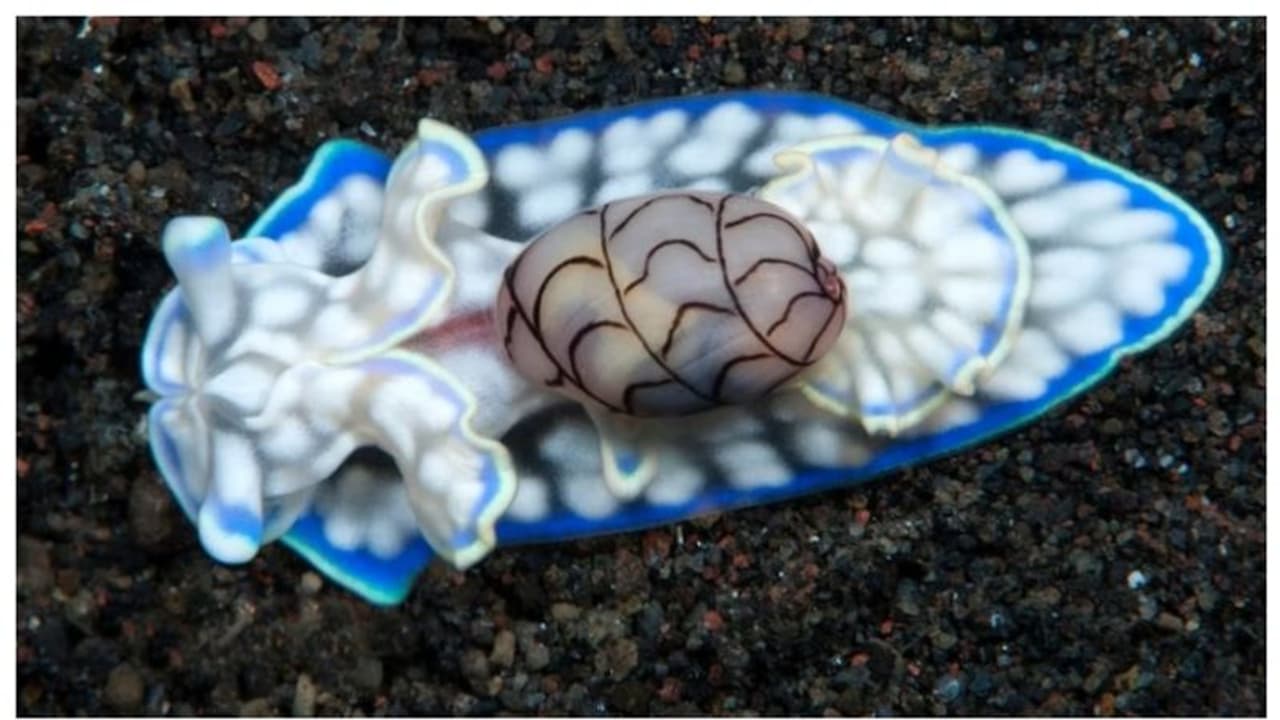 അതിവേഗ വേട്ടക്കാരന്, കശേരുക്കളില്ലാത്ത ദ്വിലിംഗജീവി; പുതിയ ഇനം കടല് ഒച്ചിന് രാഷ്ട്രപതിയുടെ പേര് ! അതിവേഗ വേട്ടക്കാരന്, കശേരുക്കളില്ലാത്ത ദ്വിലിംഗജീവി; പുതിയ ഇനം കടല് ഒച്ചിന് രാഷ്ട്രപതിയുടെ പേര് !