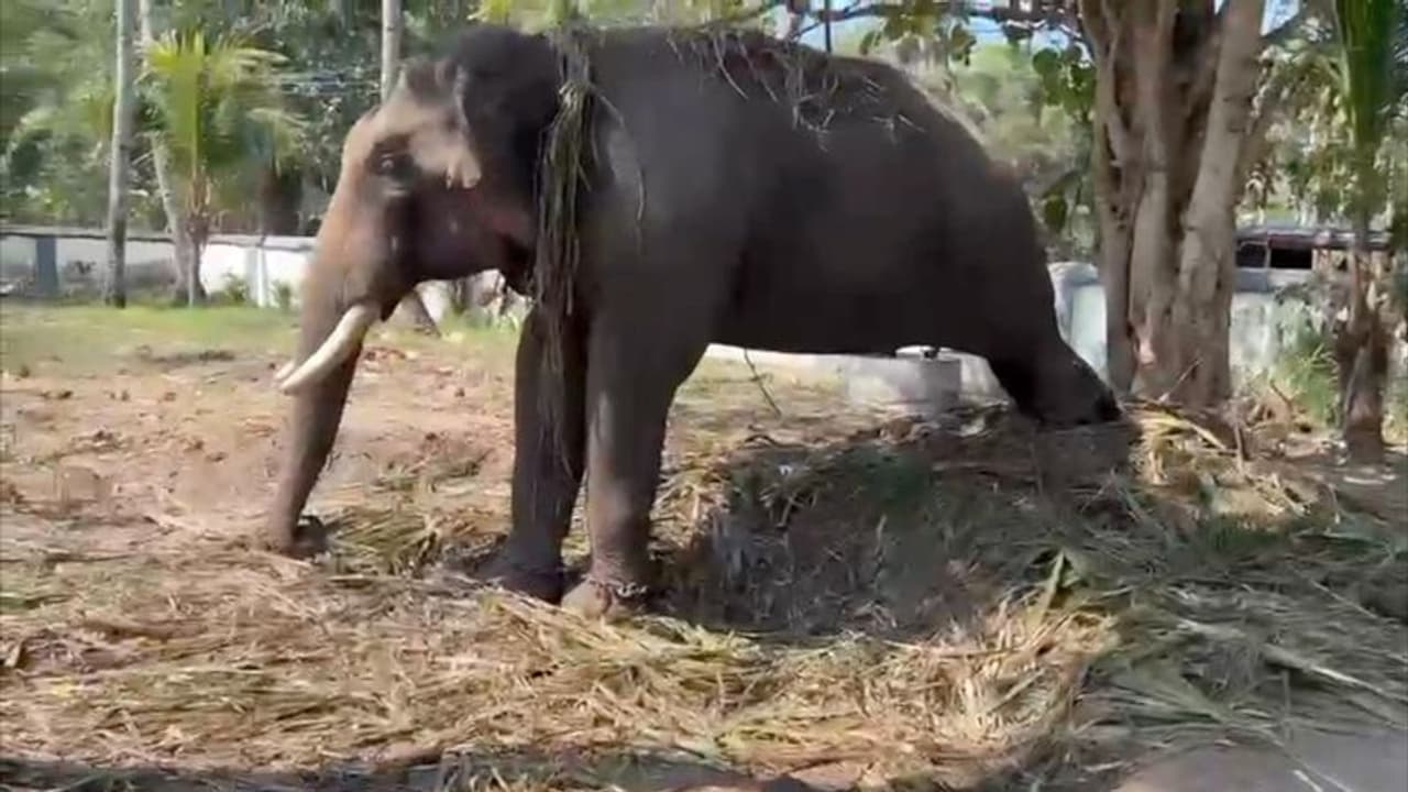 പാപ്പാൻ മടങ്ങി വന്നില്ല; 5 ദിവസമായി ഒരേ നിൽപ്പിൽ നിൽക്കുന്ന കൊമ്പന് ഭക്ഷണമോ വെള്ളമോ പോലും കൊടുക്കാനാവുന്നില്ല പാപ്പാൻ മടങ്ങി വന്നില്ല; 5 ദിവസമായി ഒരേ നിൽപ്പിൽ നിൽക്കുന്ന കൊമ്പന് ഭക്ഷണമോ വെള്ളമോ പോലും കൊടുക്കാനാവുന്നില്ല