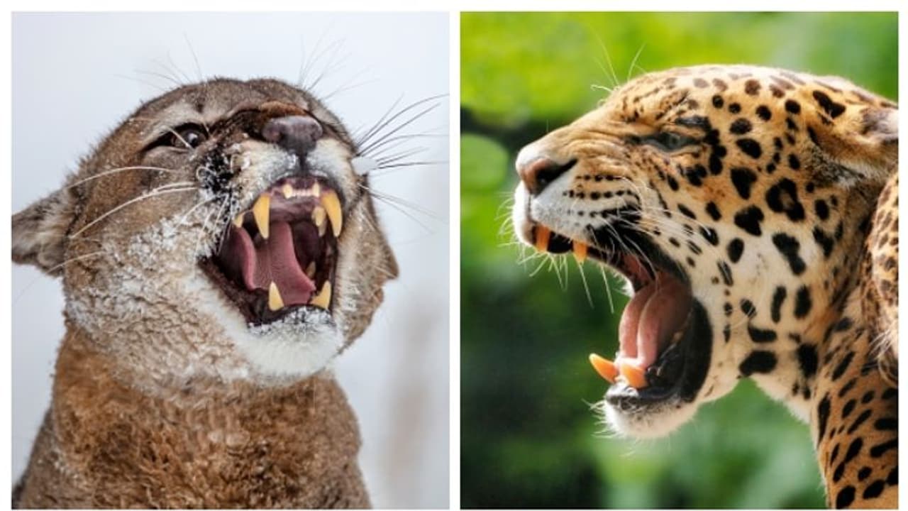 പ്യൂമയും ജാഗ്വാറും ഇന്ത്യയിലേക്ക്? വന്യമൃഗ കൈമാറ്റത്തിന് ഇന്ത്യയുടെ നേതൃത്വത്തില് പുതിയ പദ്ധതി ! പ്യൂമയും ജാഗ്വാറും ഇന്ത്യയിലേക്ക്? വന്യമൃഗ കൈമാറ്റത്തിന് ഇന്ത്യയുടെ നേതൃത്വത്തില് പുതിയ പദ്ധതി !