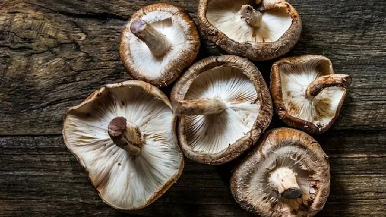 Groundbreaking Discovery: Researchers in Goa find 'gold' in mushrooms