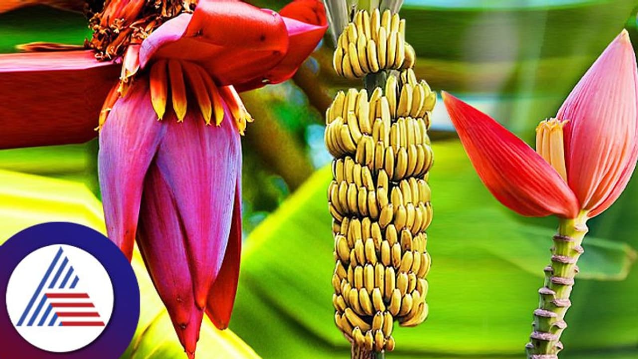 ಬಾಳೆ ಹಣ್ಣಲ್ಲ ಹೂ ತಿಂದ್ನೋಡಿ.. ರುಚಿ ಜೊತೆ ಆರೋಗ್ಯಕ್ಕೂ ಒಳ್ಳೇದು! ಶುಗರ್‌ಗೆ ರಾಮಬಾಣ