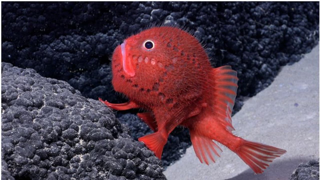ചെഞ്ചുവപ്പ്, വലിയ കണ്ണുകൾ, കുഞ്ഞുസൂചികൾ പോലുള്ള ആവരണം; 'നടക്കാൻ' കഴിയുന്ന അപൂർവ്വ മത്സ്യത്തെ കണ്ടെത്തി ചെഞ്ചുവപ്പ്, വലിയ കണ്ണുകൾ, കുഞ്ഞുസൂചികൾ പോലുള്ള ആവരണം; 'നടക്കാൻ' കഴിയുന്ന അപൂർവ്വ മത്സ്യത്തെ കണ്ടെത്തി