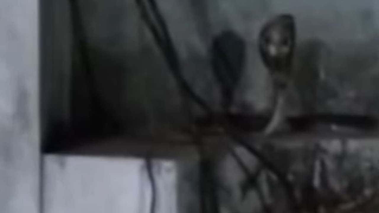 ചീറ്റി കൊണ്ട് ഉറക്കം കെടുത്തി കിണറ്റിൽ വീണ പാമ്പ്; തോറ്റ് കൊടുക്കാൻ തയാറാവാതെ സ്നേക്ക് റെസ്ക്യൂവർ, ഒടുവിൽ...