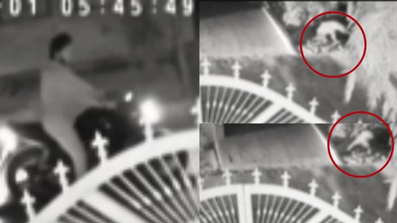 കുറ്റിക്കാട്ടില് നിന്ന് ചാടി വീണ് പുള്ളിപ്പുലി; ബൈക്ക് യാത്രികന് രക്ഷപ്പെട്ടത് തലനാരിഴയ്ക്ക്, വീഡിയോ കുറ്റിക്കാട്ടില് നിന്ന് ചാടി വീണ് പുള്ളിപ്പുലി; ബൈക്ക് യാത്രികന് രക്ഷപ്പെട്ടത് തലനാരിഴയ്ക്ക്, വീഡിയോ