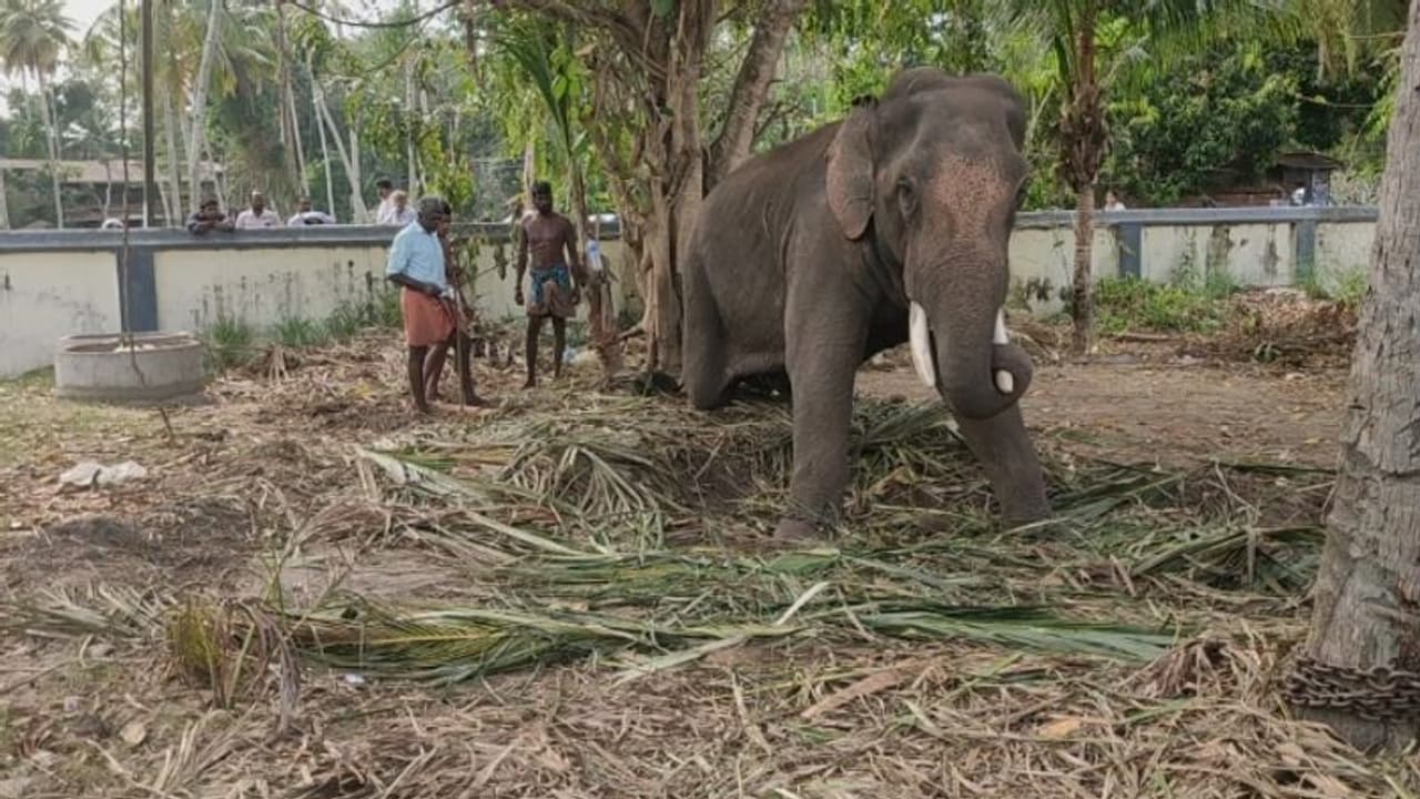 ഒടുവിൽ ഒന്നാം പാപ്പാന്‍ തിരിച്ചെത്തി; ഏവൂര്‍ കണ്ണന്റെ ദുരിതത്തിന് അവസാനം
