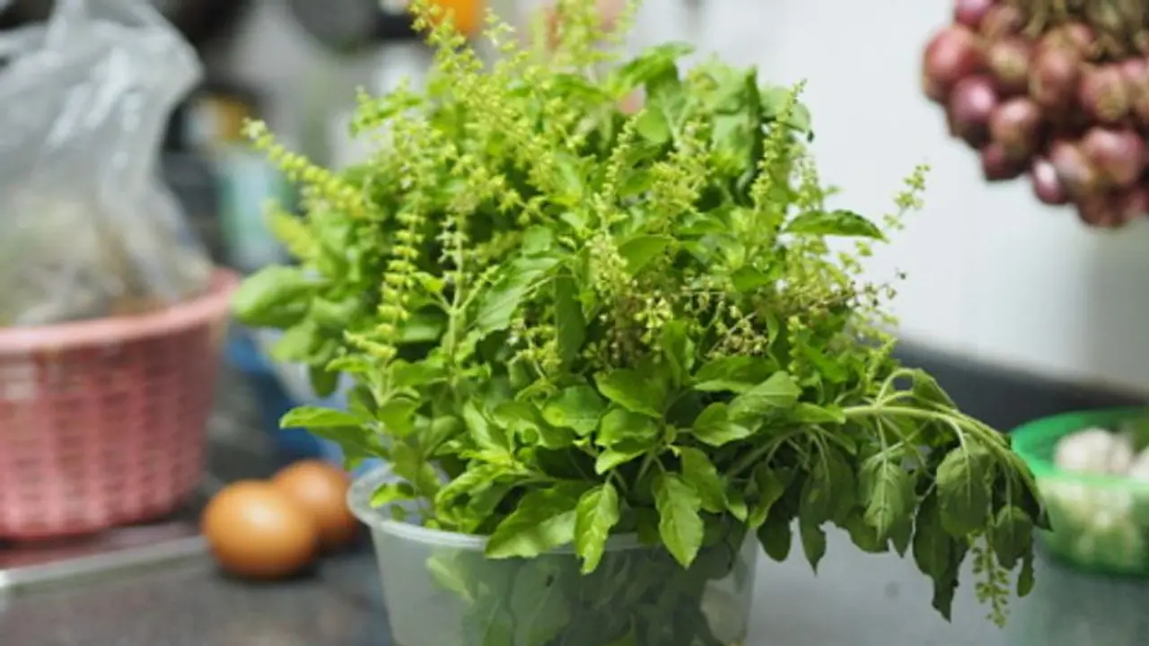 Health Tips: രാവിലെ വെറുംവയറ്റില്‍ തുളസിയില ഇങ്ങനെ കഴിക്കൂ, അറിയാം ഗുണങ്ങള്‍... 