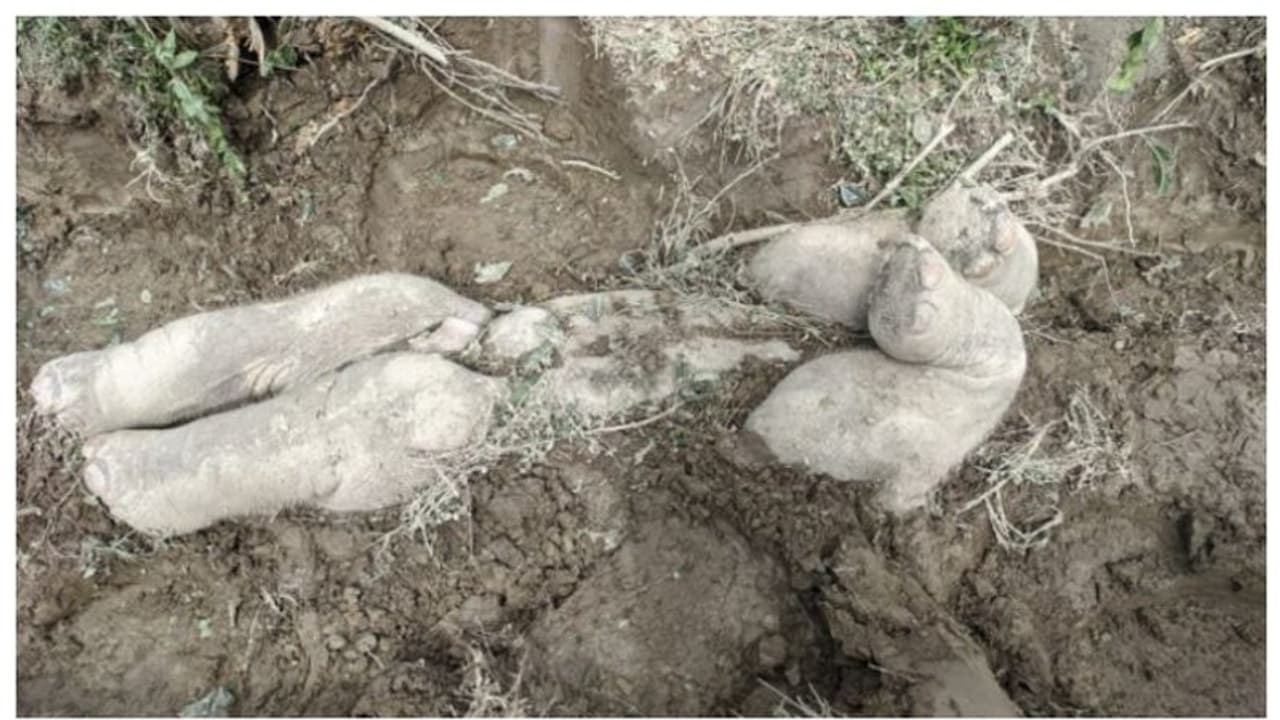 'ആനക്കുട്ടികളുടെ ശവപറമ്പ് കണ്ടെത്തി'; ഏഷ്യന് ആനകളില് ഈ രീതി കണ്ടെത്തുന്നത് ആദ്യമായെന്ന് പഠനം 'ആനക്കുട്ടികളുടെ ശവപറമ്പ് കണ്ടെത്തി'; ഏഷ്യന് ആനകളില് ഈ രീതി കണ്ടെത്തുന്നത് ആദ്യമായെന്ന് പഠനം