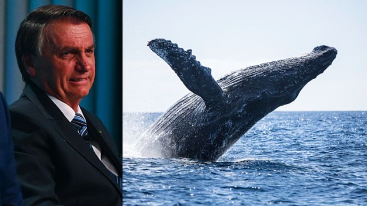 ഉല്ലാസയാത്രാ വീഡിയോ പുറത്ത്, തിമിംഗലത്തെ ശല്യം ചെയ്ത് ബ്രസീൽ മുൻ പ്രസിഡന്‍റ്, ബോൽസെണാറോയെ ചോദ്യം ചെയ്ത് പൊലീസ്