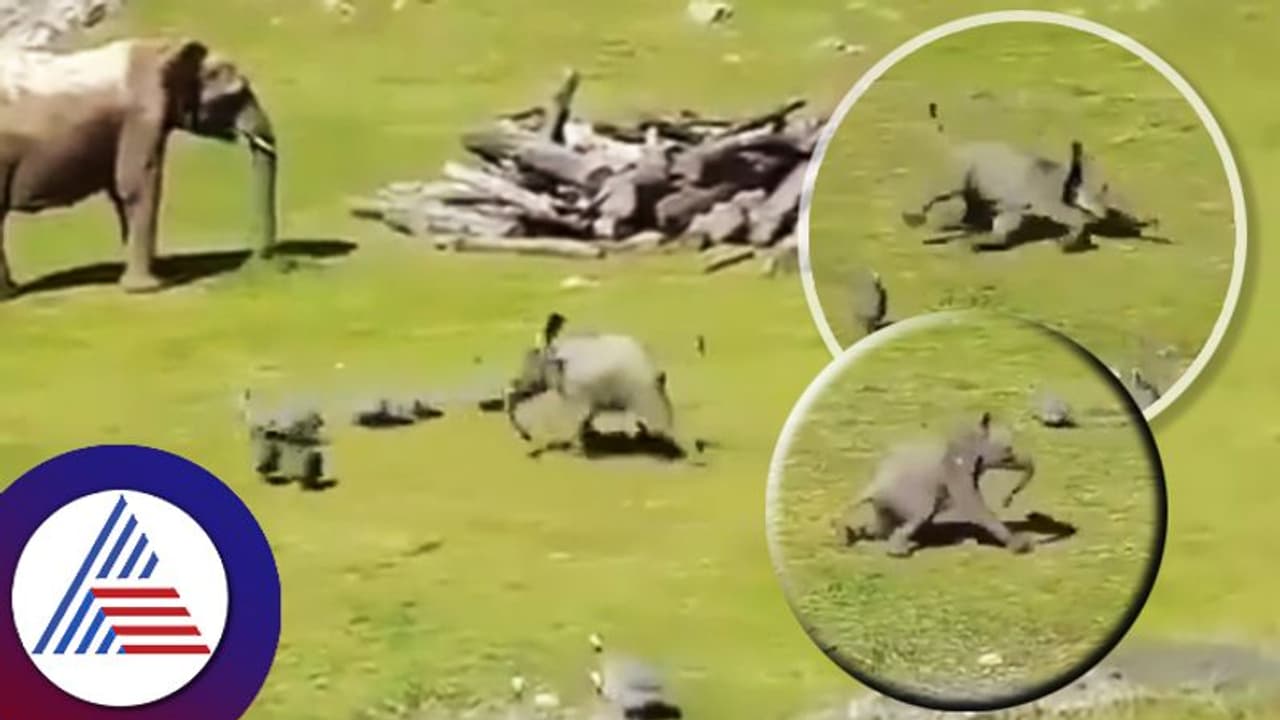 Viral Video: ಪುಟುಕ್ಕೆಂದು ಬಿತ್ತು ಆನೆ ಮರಿ, ಮುಂದೇನಾಯ್ತು ಅಂತ ವೀಡಿಯೋ ನೋಡಿದ್ರೆ ನಗೋದು ಗ್ಯಾರಂಟಿ Viral Video: ಪುಟುಕ್ಕೆಂದು ಬಿತ್ತು ಆನೆ ಮರಿ, ಮುಂದೇನಾಯ್ತು ಅಂತ ವೀಡಿಯೋ ನೋಡಿದ್ರೆ ನಗೋದು ಗ್ಯಾರಂಟಿ