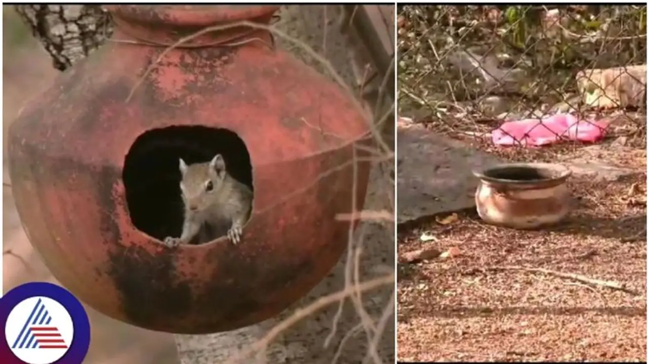 ಜೋಗಿಮಟ್ಟಿ ಅರಣ್ಯಧಾಮದಲ್ಲಿ ನೀರಿಗಾಗಿ ವನ್ಯಜೀವಿಗಳ ಹಾಹಾಕಾರ; ನೀರಿಗಾಗಿ ನಾಡಿಗೆ ಆಗಮನ! ಜೋಗಿಮಟ್ಟಿ ಅರಣ್ಯಧಾಮದಲ್ಲಿ ನೀರಿಗಾಗಿ ವನ್ಯಜೀವಿಗಳ ಹಾಹಾಕಾರ; ನೀರಿಗಾಗಿ ನಾಡಿಗೆ ಆಗಮನ!