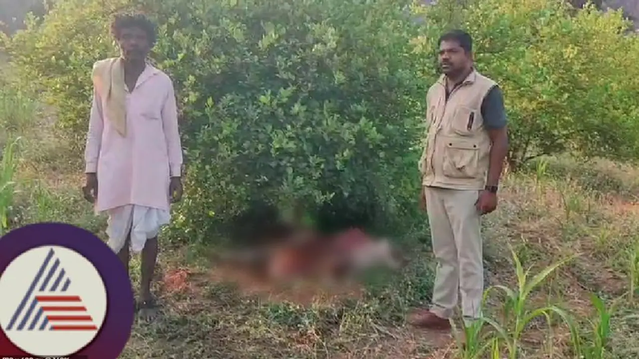 ರಾಯಚೂರು: ತೋಟದ ಮನೆಯಲ್ಲಿ ಕಟ್ಟಿದ್ದ ಹಸುವಿನ ಮೇಲೆ ಚಿರತೆ ದಾಳಿ! ರಾಯಚೂರು: ತೋಟದ ಮನೆಯಲ್ಲಿ ಕಟ್ಟಿದ್ದ ಹಸುವಿನ ಮೇಲೆ ಚಿರತೆ ದಾಳಿ!