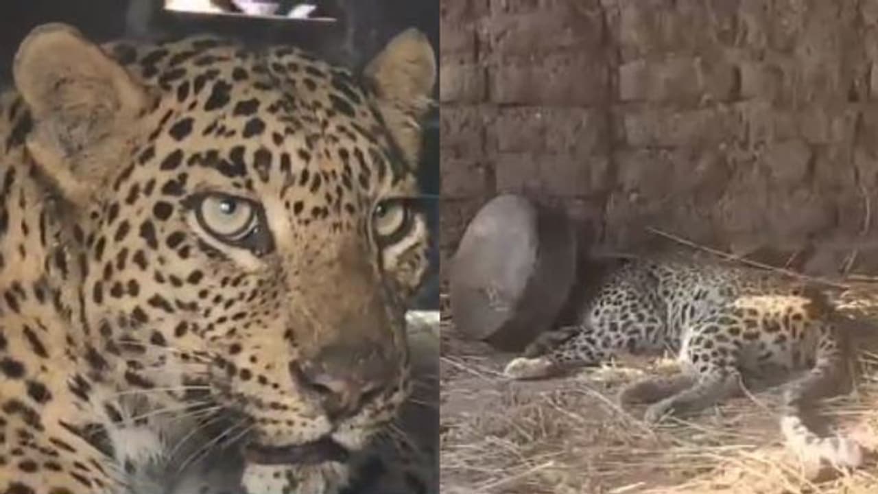 കുടത്തിൽ തലകുടുങ്ങി, ജനവാസ മേഖലയിലൂടെ പരക്കംപാഞ്ഞ് പുലി, മണിക്കൂറുകൾ നീണ്ട ആശങ്ക, ഒടുവിൽ...