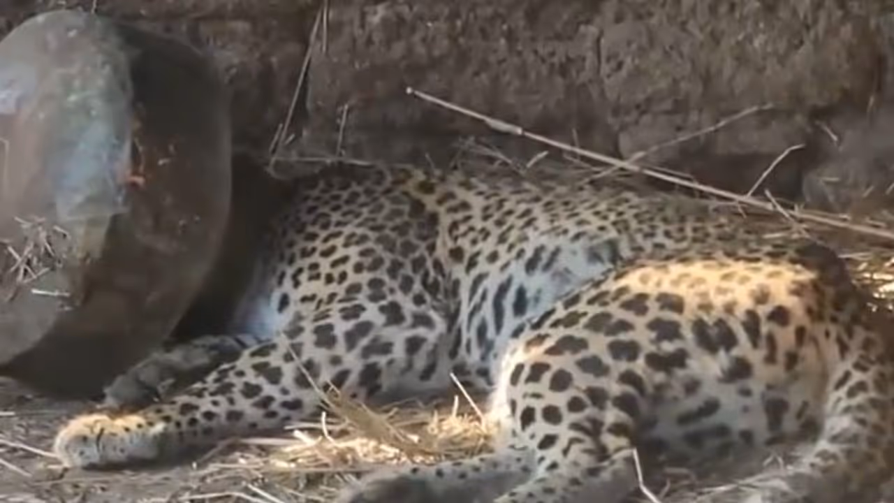 Viral Video: Forest officials rescue leopard trapped in metal pot in Maharashtra (WATCH)