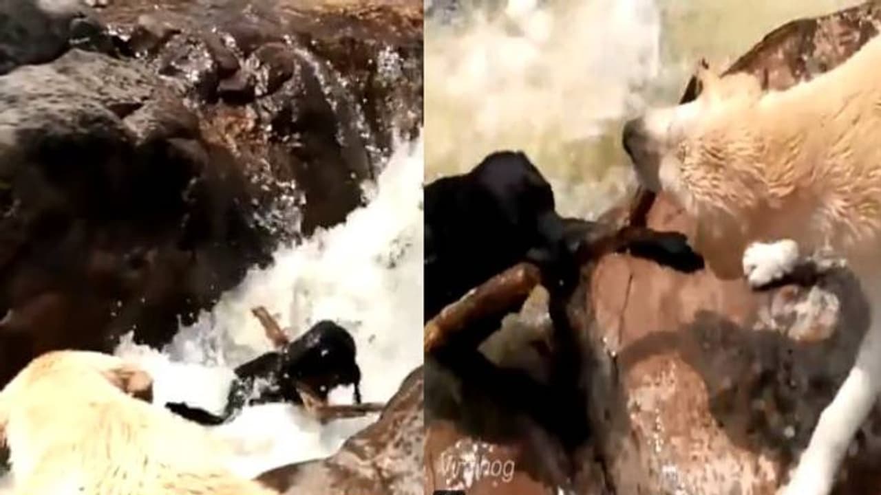 ഇങ്ങനെയാവണമെടാ സുഹൃത്ത്; വെള്ളച്ചാട്ടത്തിൽ കുടുങ്ങി നായ, സുഹൃത്തിനെ വിടാതെ പിടിച്ച് മറ്റൊരു നായ, വീഡിയോ
