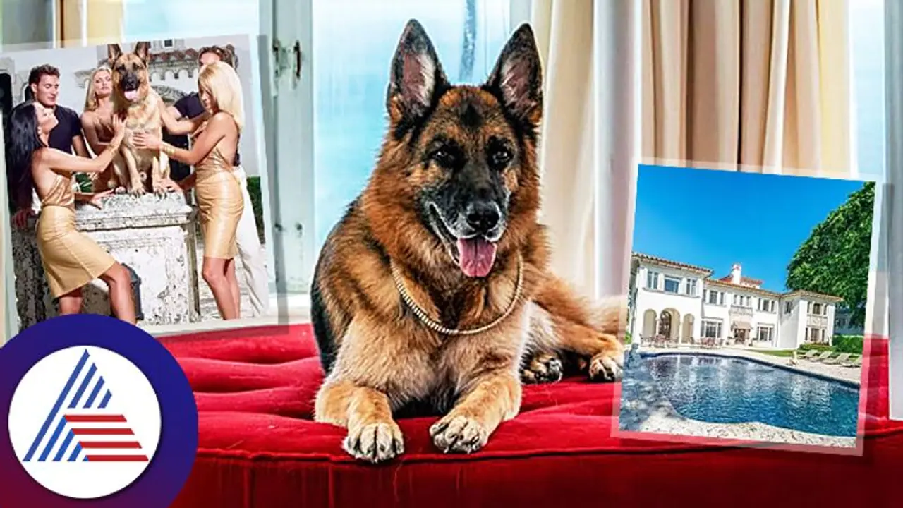 ಐಷಾರಾಮಿ ಬಂಗಲೆಯಲ್ಲಿ ವಾಸ, ಬಿಎಂಡಬ್ಲ್ಯು ಕಾರಲ್ಲಿ ಓಡಾಟ.. ಎಷ್ಟು ಲಕ್ಕಿ ಈ ನಾಯಿ!