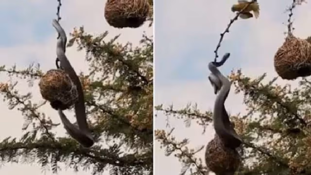 നിന്നെയിനിയീ പരിസരത്ത് കാണരുത്; മുട്ടയെടുക്കാൻ കിളിക്കൂട്ടിലെത്തിയ പാമ്പിനെ കൊത്തിയോടിച്ച് കിളികൾ