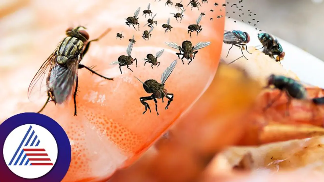 Home Remedies : ಒಂದಿದ್ದ ನೊಣ ಹತ್ತಾಗುತ್ತೆ… ಆರಂಭದಲ್ಲೇ ಮನೆ ಮದ್ದು ಬಳಸಿಯೇ ಓಡಿಸಿ Home Remedies : ಒಂದಿದ್ದ ನೊಣ ಹತ್ತಾಗುತ್ತೆ… ಆರಂಭದಲ್ಲೇ ಮನೆ ಮದ್ದು ಬಳಸಿಯೇ ಓಡಿಸಿ