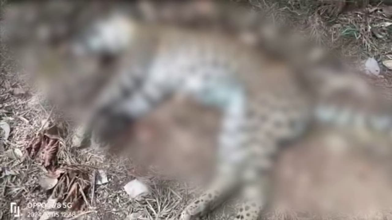 സ്വകാര്യ കാപ്പിത്തോട്ടത്തിൽ പുള്ളിപ്പുലി ചത്ത നിലയിൽ സ്വകാര്യ കാപ്പിത്തോട്ടത്തിൽ പുള്ളിപ്പുലി ചത്ത നിലയിൽ