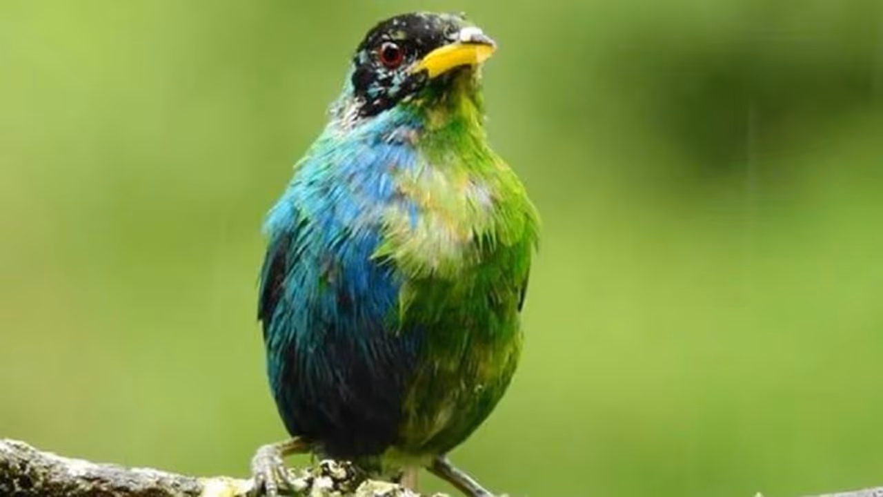 India has 1036 species of birds, ranks 3rd in the world for bird count
