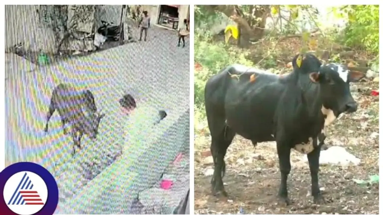 ಮದವೇರಿದ ಗೂಳಿ ಹಾವಳಿಗೆ ಬೆಚ್ಚಿಬಿದ್ದ ಚಿತ್ರದುರ್ಗ ಜನತೆ!