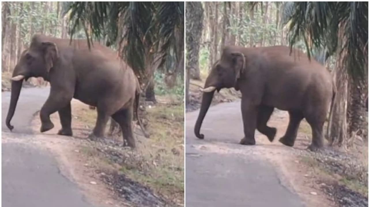വത്സലയെ ആക്രമിച്ചത് 'മഞ്ഞക്കൊമ്പൻ'; ആന മദപ്പാടിലെന്ന് സംശയം
