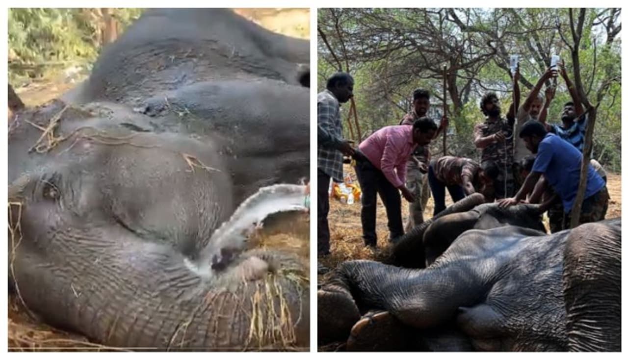 സത്യമംഗലം കാട്ടിൽ അവശയായ ആനയും കുഞ്ഞും; ജീവൻ നിലനിർത്താൻ പാടുപെട്ട് വനംവകുപ്പ് ഉദ്യോഗസ്ഥർ, വൈറല്‍ വീഡിയോ