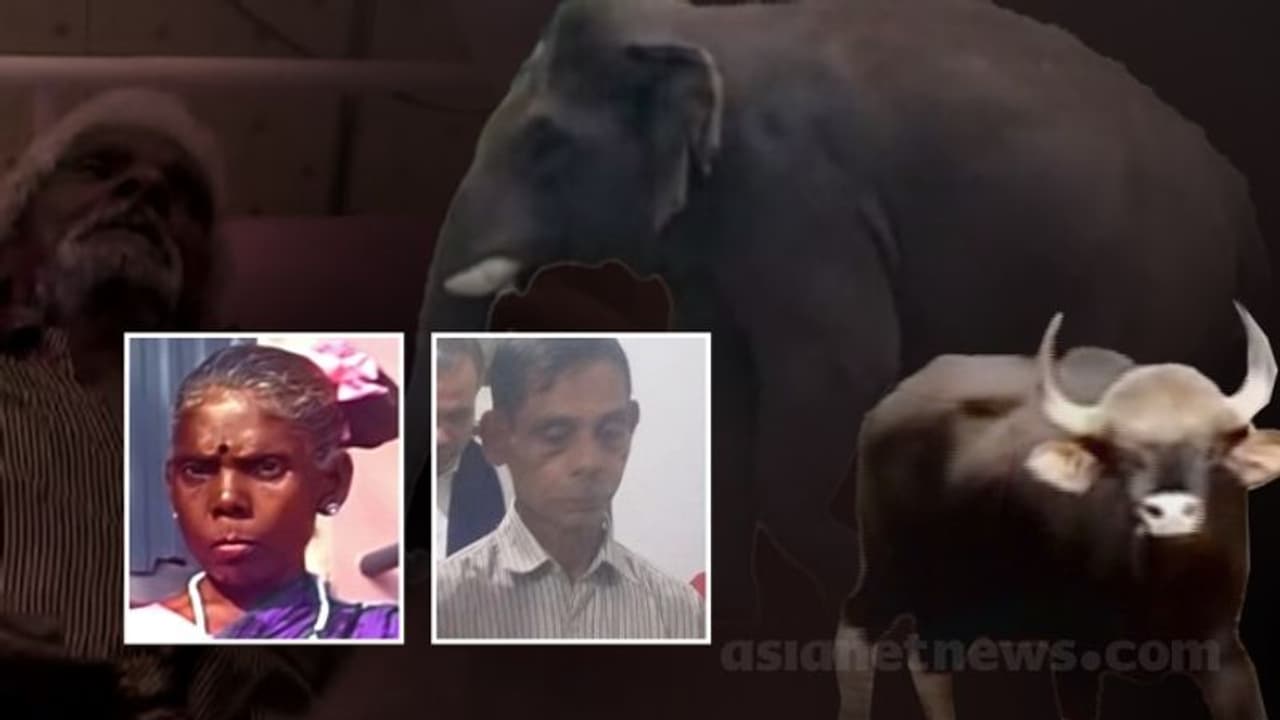 Kerala News HIGHLIGHTS: Govt declares human animal conflict as state specific disaster