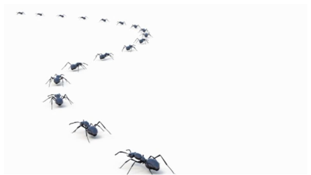 വരിവരിയായി ഉറുമ്പുകളെത്തി കൂടുകൂട്ടി; ഒടുവില്, കുടുംബത്തിന് തങ്ങളുടെ വീട് തന്നെ ഉപേക്ഷിക്കേണ്ടി വന്നു! വരിവരിയായി ഉറുമ്പുകളെത്തി കൂടുകൂട്ടി; ഒടുവില്, കുടുംബത്തിന് തങ്ങളുടെ വീട് തന്നെ ഉപേക്ഷിക്കേണ്ടി വന്നു!