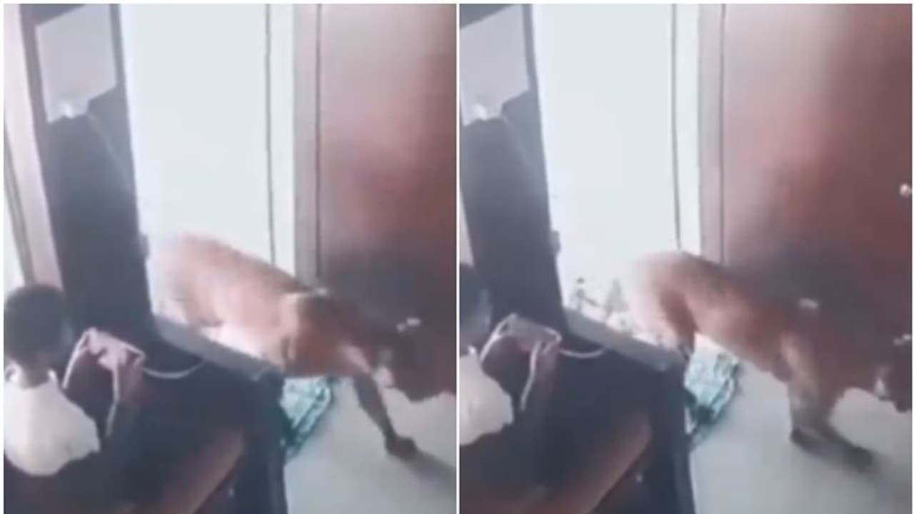 അപ്രതീക്ഷിതമായി പുലി മുന്നില്‍; പതറാതെ നേരിട്ട് പന്ത്രണ്ടുകാരൻ വീഡിയോ