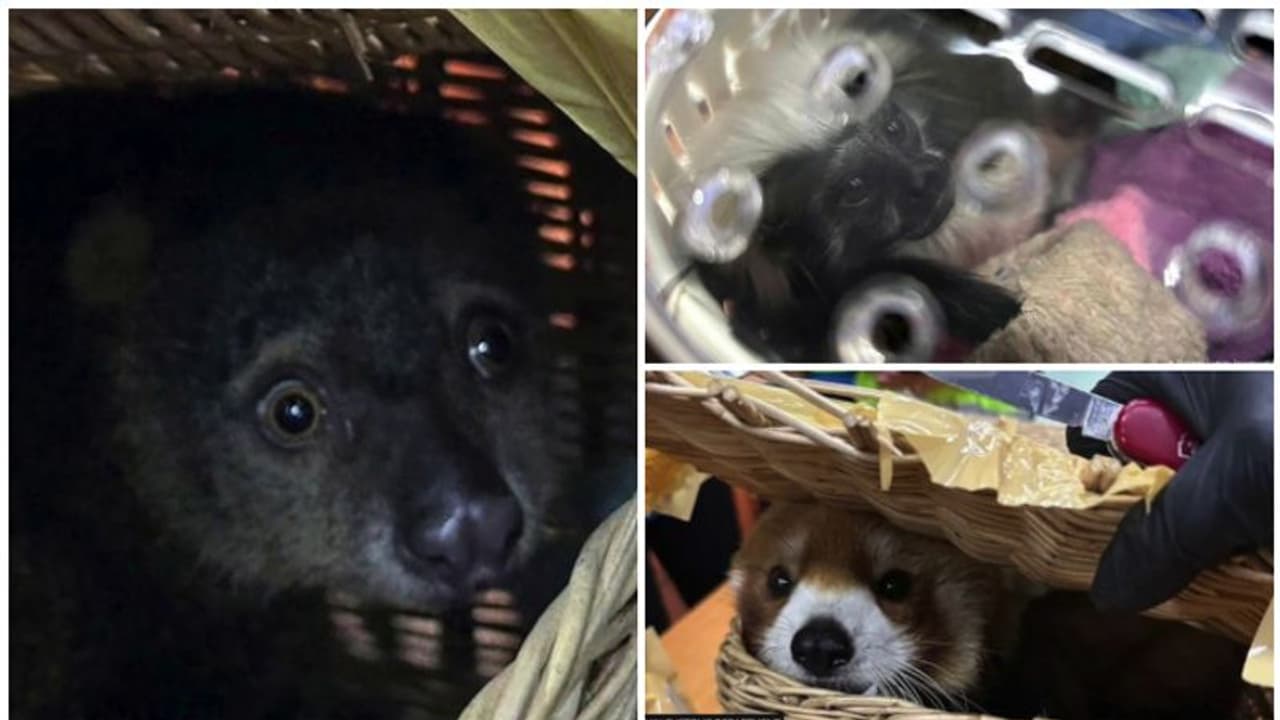 പാണ്ട, പാമ്പ്, പല്ലി; തായ്ലാന്റിൽ നിന്ന് നിരവധി മൃഗങ്ങളുമായി ഇന്ത്യക്കാർ; ആറുപേർ അറസ്റ്റിൽ പാണ്ട, പാമ്പ്, പല്ലി; തായ്ലാന്റിൽ നിന്ന് നിരവധി മൃഗങ്ങളുമായി ഇന്ത്യക്കാർ; ആറുപേർ അറസ്റ്റിൽ