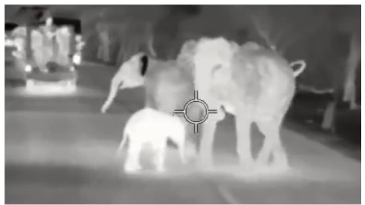 അമ്മമനസ്...; അമ്മ മരിച്ച ആനക്കുട്ടിയെ സ്വന്തം കൂട്ടത്തോടൊപ്പം ചേർക്കുന്ന മറ്റൊരു ആനയുടെ വൈകാരികമായ കാഴ്ച !