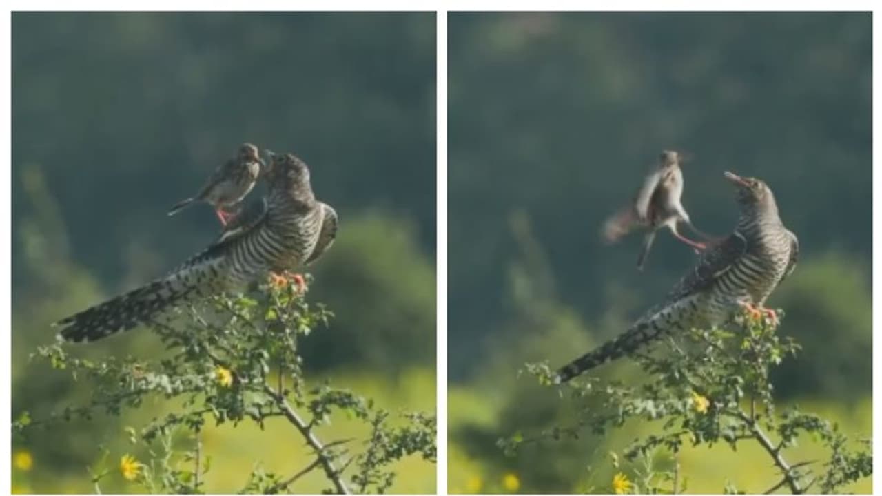 'പോ പോയി വീണ്ടും കൊണ്ടുവാ...'; ഭക്ഷണം നല്‍കിയ കിളിയെ കൊത്തിയോടിക്കുന്ന കുയിലിന്‍റെ വീഡിയോ വൈറല്‍