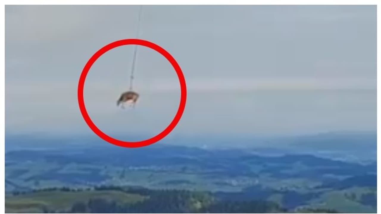 'അതാ, മുകളിലേക്ക് നോക്കൂ... ആകാശത്തൊരു പശു'; അന്തംവിട്ട് ജനം, വൈറല് വീഡിയോ കാണാം ! 'അതാ, മുകളിലേക്ക് നോക്കൂ... ആകാശത്തൊരു പശു'; അന്തംവിട്ട് ജനം, വൈറല് വീഡിയോ കാണാം !