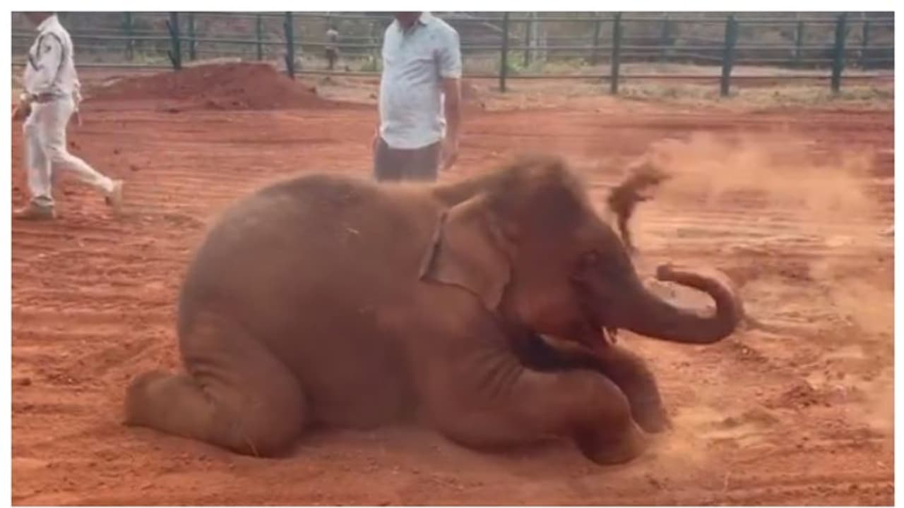 'അവന് ഹോളി അല്പം നേരത്തെയാ'; കാഴ്ചക്കാരുടെ ശ്രദ്ധനേടിയ കുട്ടിയാനയുടെ പൊടിമണ്ണ് കുളി വൈറല്‍ !