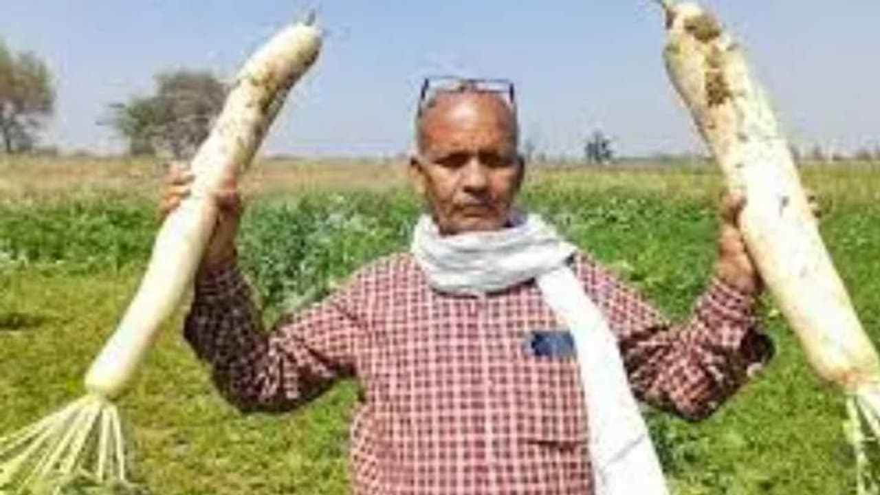 ശരിക്കും ഞെട്ടിച്ചു, ബിഹാറിൽ കർഷകൻ വിളയിച്ചെടുത്തത് 15 കിലോ വരുന്ന റാഡിഷ് ശരിക്കും ഞെട്ടിച്ചു, ബിഹാറിൽ കർഷകൻ വിളയിച്ചെടുത്തത് 15 കിലോ വരുന്ന റാഡിഷ്